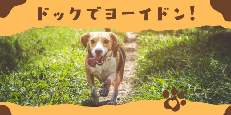 ドックでヨーイドン！